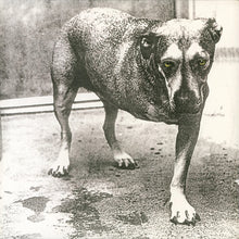 Load image into Gallery viewer, Alice In Chains - Alice In Chains (30th Anniversary Edition, 2LP Highlighter Yellow vinyl)