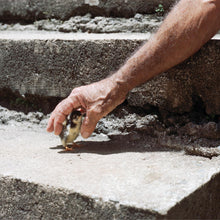 Load image into Gallery viewer, Big Thief - Mythological Beauty (7")