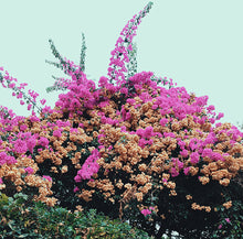 Load image into Gallery viewer, Jay Som - Turn Into (Light Blue)